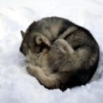 Siberian Husky