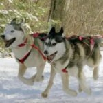 Siberian Husky