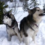 Siberian Husky