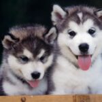Siberian Husky