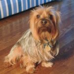 Silky Terrier