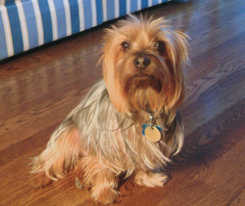Silky Terrier