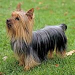 Silky Terrier