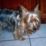 Silky Terrier