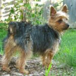 Silky Terrier