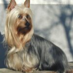 Silky Terrier