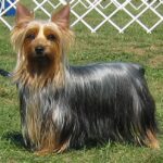Silky Terrier