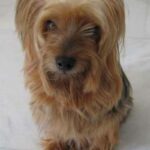 Silky Terrier