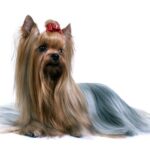 Silky Terrier