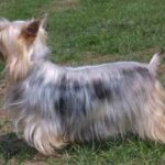 Silky Terrier