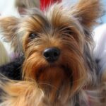 Silky Terrier