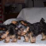 Silky Terrier