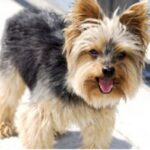 Silky Terrier