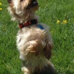 Silky Terrier
