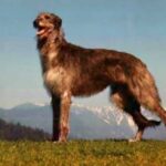 Skotsk Hjortehund