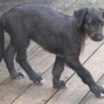 Skotsk Hjortehund