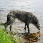 Skotsk Hjortehund