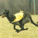 Skotsk Hjortehund
