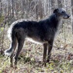 Skotsk Hjortehund