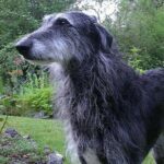 Skotsk Hjortehund