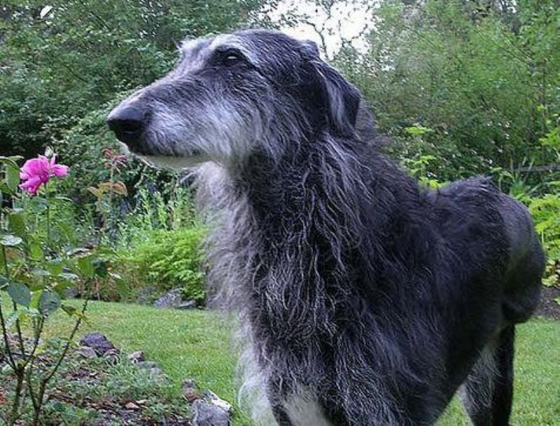 Skotsk Hjortehund