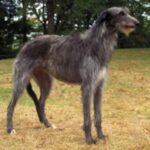 Skotsk Hjortehund