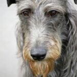 Skotsk Hjortehund