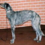 Skotsk Hjortehund