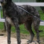 Skotsk Hjortehund