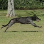 Skotsk Hjortehund