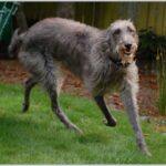 Skotsk Hjortehund