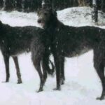 Skotsk Hjortehund