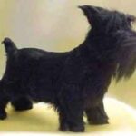 Skotsk Terrier