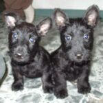 Skotsk Terrier