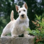 Skotsk Terrier