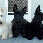 Skotsk Terrier