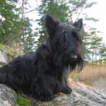 Skotsk Terrier