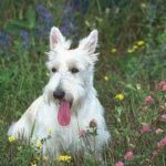 Skotsk Terrier