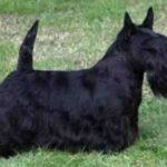 Skotsk Terrier