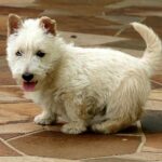 Skotsk Terrier