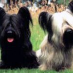 Skye Terrier