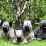 Skye Terrier