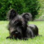 Skye Terrier