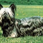 Skye Terrier