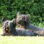 Skye Terrier