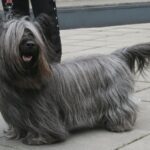 Skye Terrier