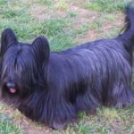 Skye Terrier