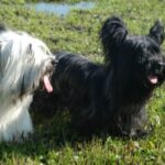 Skye Terrier