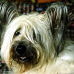 Skye Terrier