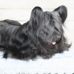 Kennel Latroonis